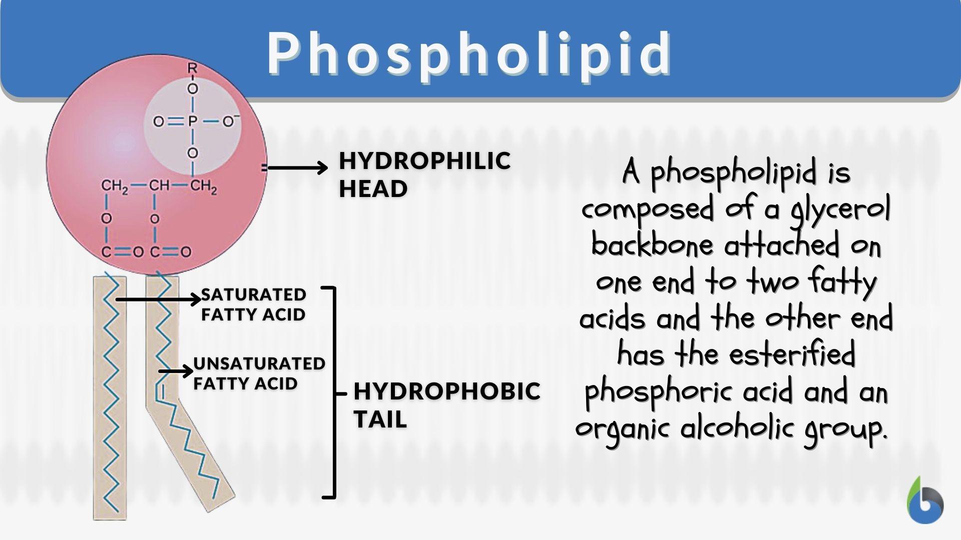 <p>phosphate group head and 2 fatty acid tails</p>
