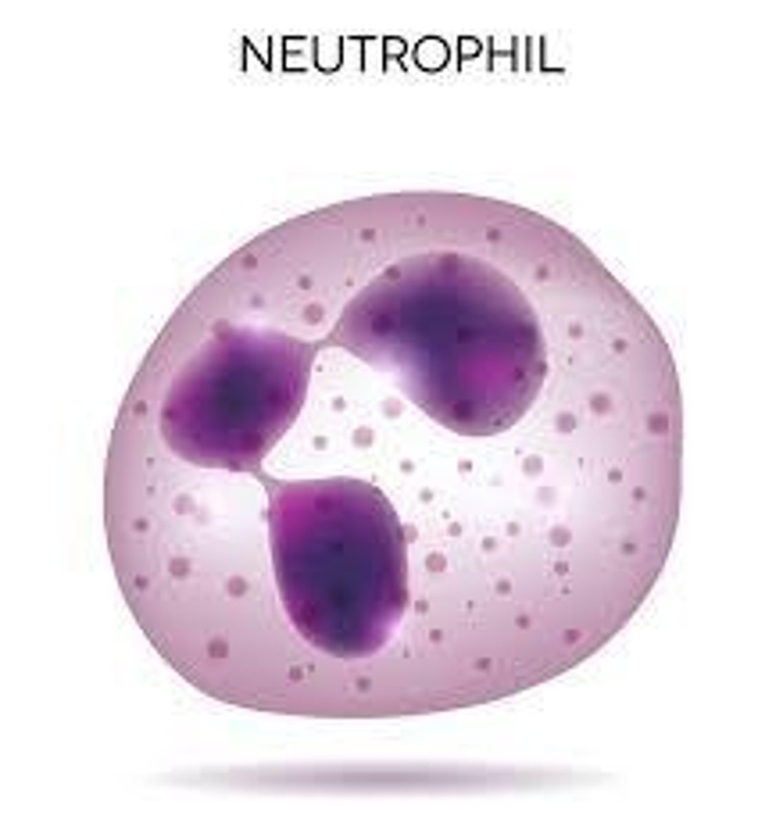 <p>Neutrophils, also known as polymorphonuclear leukocytes (PMNs), are a type of white blood cell characterized by a nucleus with three lobes, and they play a role in fighting infections.</p>