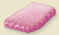 <p>Epithelium that lines the </p><ul><li><p>Terminal &amp; Respiratory Bronchioles (a progressive loss of cilia is observed) </p></li></ul><p></p>