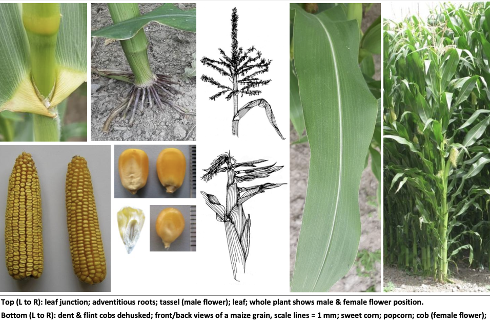 <p><strong>Plant family:</strong> Poaceae<br><strong>Life cycle:</strong> Summer annual<br><strong>Key persistence / spread:</strong> Seed only<br><strong>Farming systems:</strong> Silage, grain maize, forage crops</p><p><strong> How to identify</strong></p><p>It is a tall, coarse, warm‑season grass that germinates only after soils warm in late spring. It grows rapidly under warm conditions and can exceed three metres in height.</p><p>Stems are thick, solid, and cane‑like, with obvious nodes. Leaves are very broad, with a prominent midrib, and are arranged alternately along the stem. Leaves wrap around the stem in a sheath.</p><p>It produces separate male and female flowers. The male flower forms the tassel at the top of the plant, while the female flower develops into a cob borne along the stem, identifiable by the long silks.</p><p>It is unmistakable once established and not confused with other arable species in NZ.</p>