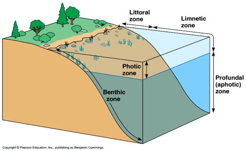 <p>A shallow sone in a freshwater habitat where light reaches the bottom and nurtures plants</p>