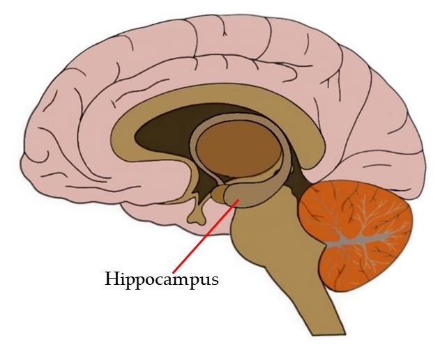 <p>hippocampus</p>