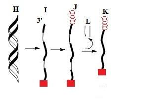 <p>Which corresponds to the product of splicing?</p>