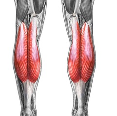 <p>calcaneus</p>