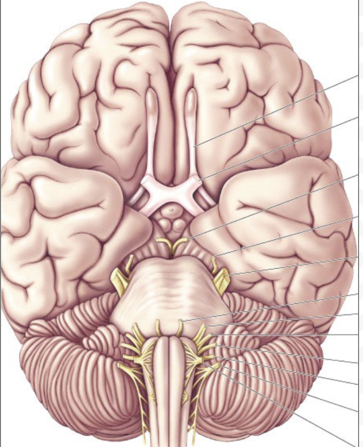 <p>where is trigeminal nerve</p>