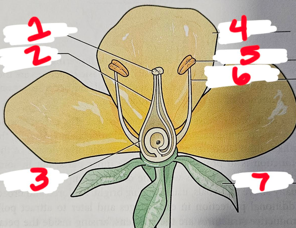 <p>5</p>