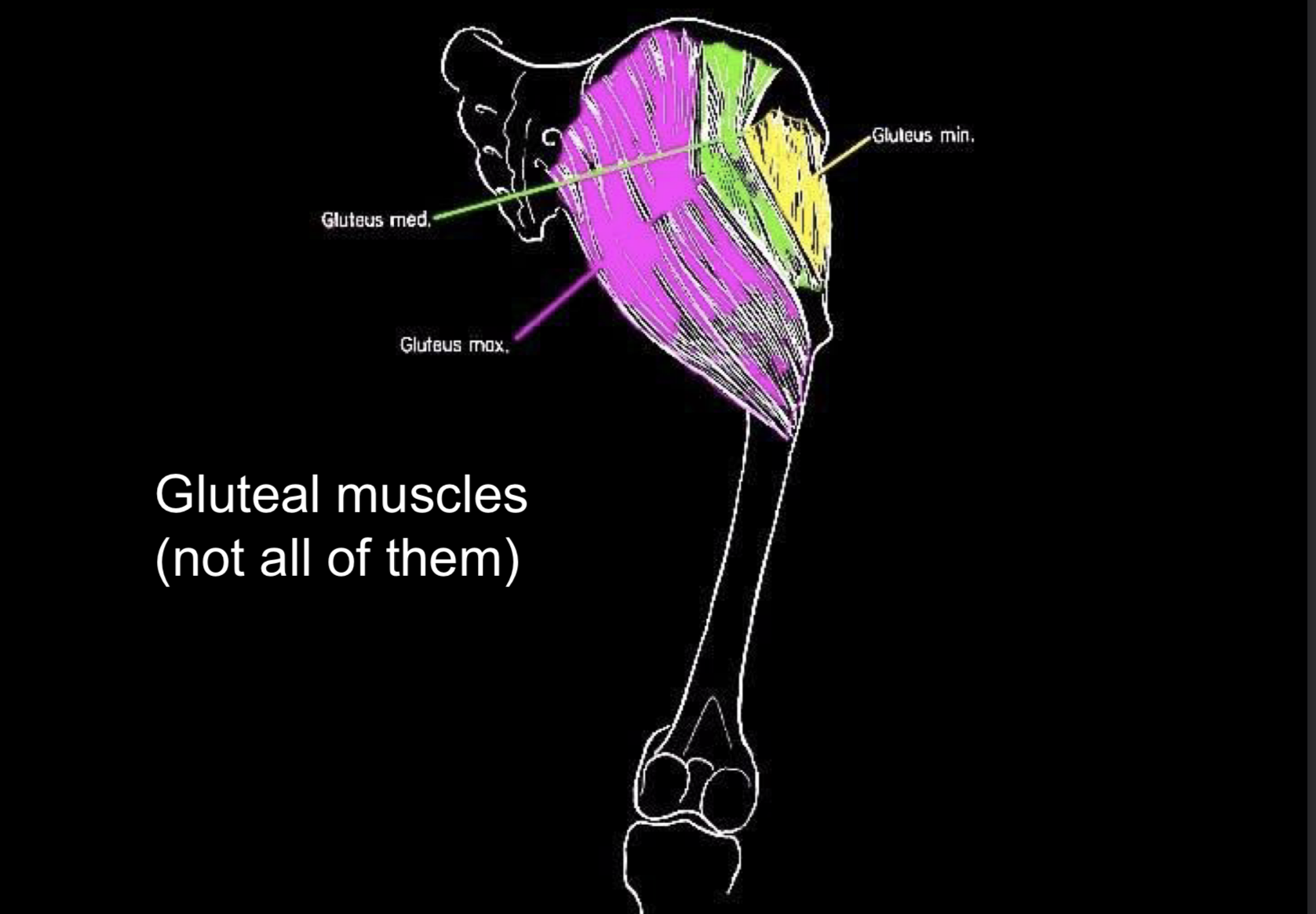 <p>Gluteus minimus, medius, maximus </p>