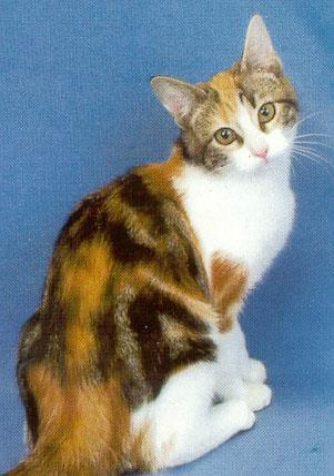 <p>A mix of tabby patterns and tortoiseshell mottling</p>