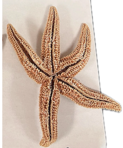 <p>What side of the starfish is this?</p>