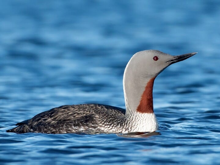 <p>Red-Throated Loon</p>