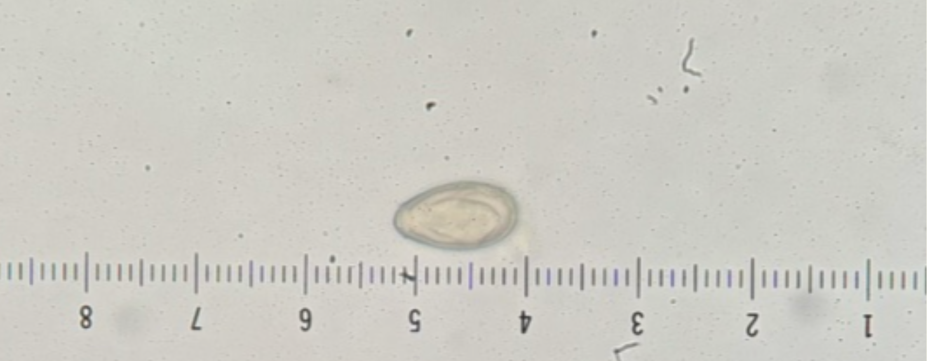 <p>Kingdom?</p><p class="p1">Phylum?</p><p class="p1">Class?</p><p class="p1">Order?</p><p class="p1">Family?</p><p class="p1">Species/Stage?</p>