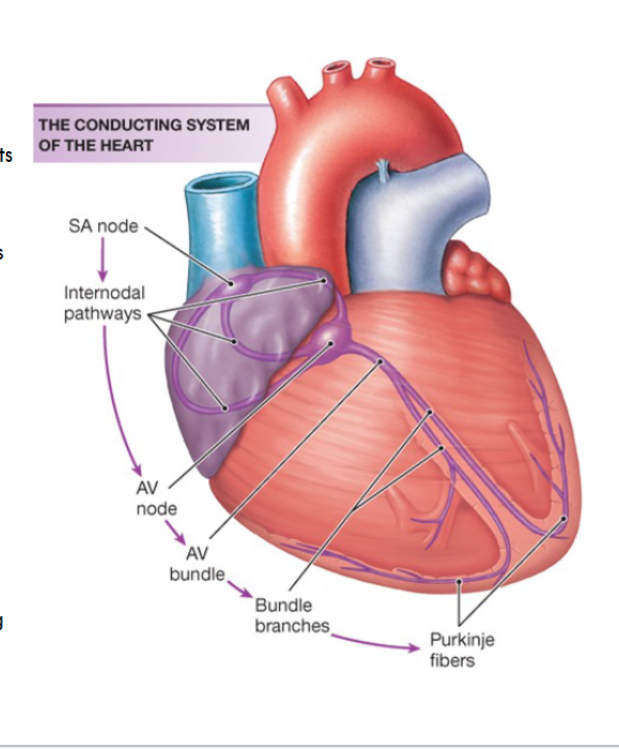 <p>Electrical Conduction Pathway</p>