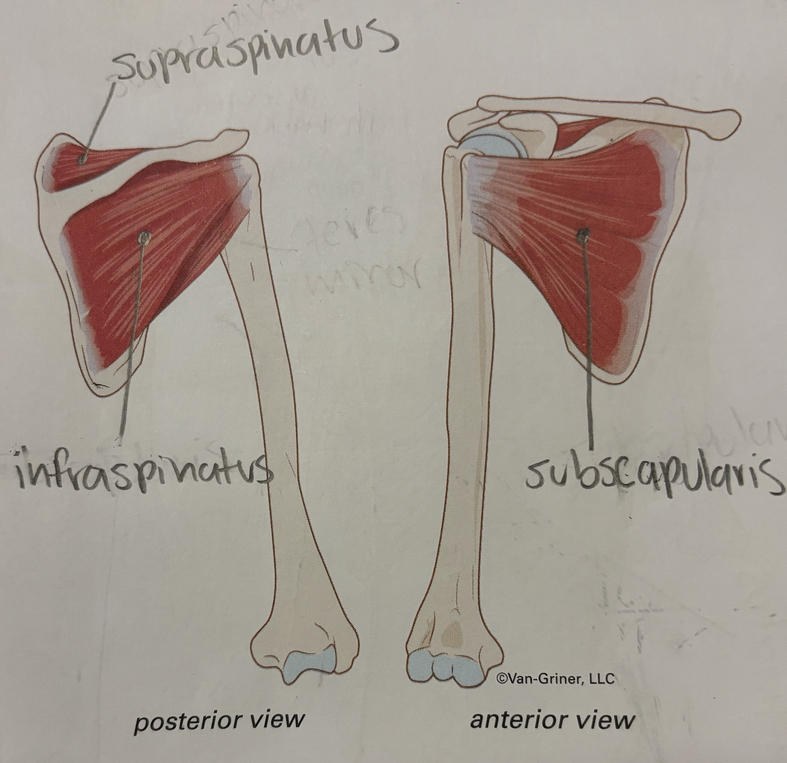 <p>subscapularis</p>