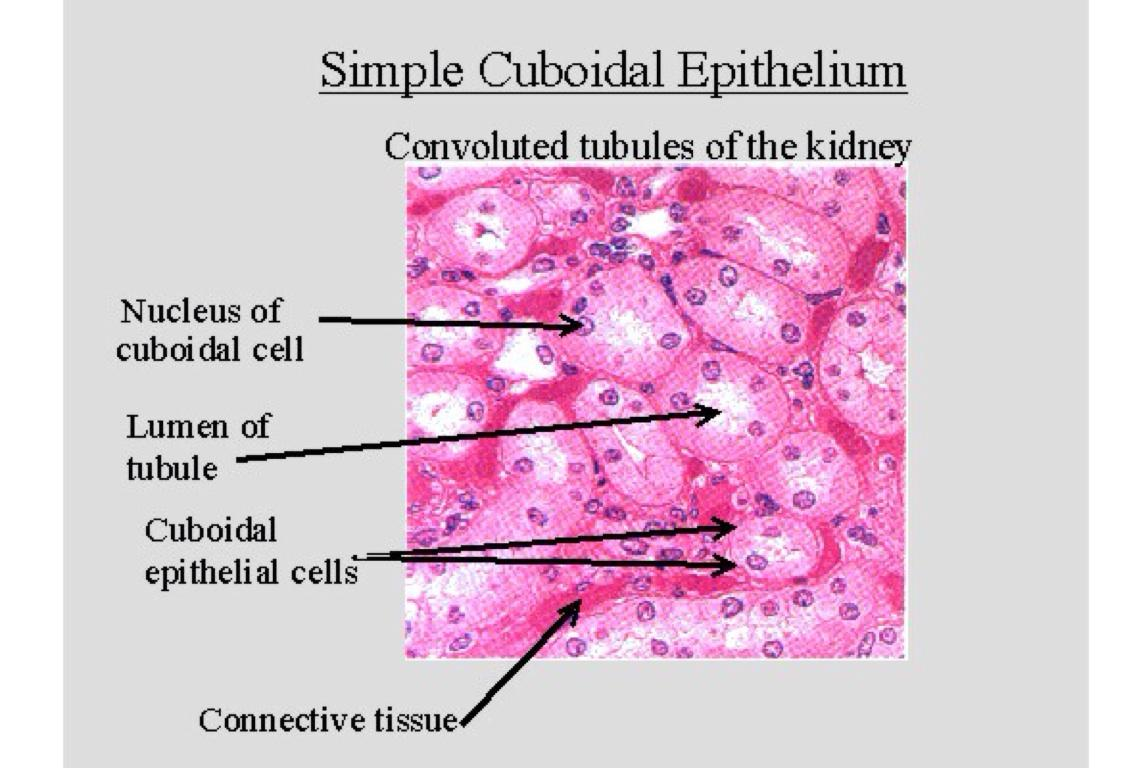 <p>Kidney tubules and ducts/secretory portions of small glands.</p>