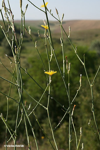 <p>dole zrzavě chlupatý</p>