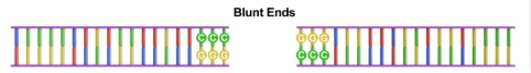 <p><strong>Blunt ends</strong>: DNA fragments <strong>without </strong>any unpaired nucleotides</p>