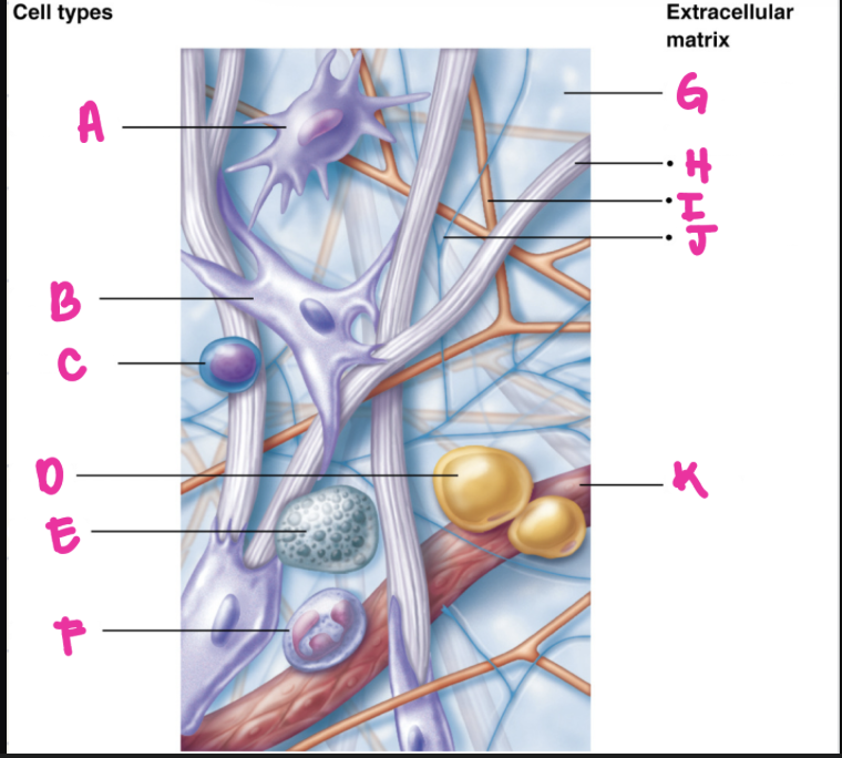 <p>(fibers) What is letter I</p>