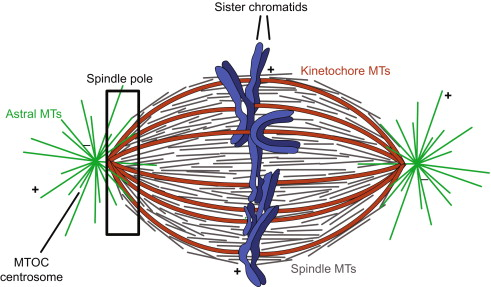 <p>at the spindle poles and kinetochores </p>