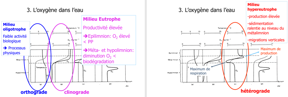 <p>En période de stratification, différents profils apparaissent :</p><ul><li><p><strong>Orthograde</strong> : O₂ assez uniforme, parfois plus élevé en profondeur (eau froide) → lac <strong>oligotrophe</strong> (peu de nutriments, faible production, peu de décomposition).</p></li><li><p><strong>Clinograde</strong> : sursaturation en surface, chute forte, hypolimnion pouvant atteindre 0 → lac <strong>eutrophe</strong> (forte production → beaucoup de matière organique qui sédimente → décomposition bactérienne → consommation d’O₂, sans renouvellement à cause de la thermocline).</p></li><li><p><strong>Hétérograde</strong> : pic d’O₂ à profondeur intermédiaire → maximum de photosynthèse là où lumière suffisante mais moins de photoinhibition, conditions optimales pour certaines algues.<br>Un simple profil O₂ + température permet d’inférer productivité, intensité de décomposition et risque d’anoxie.</p></li></ul><p></p>