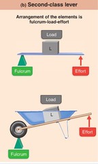 <p>fulcrum at the end, load in the middle; wheel barrow, car-jack (mechanical advantage is always greater than 1, movement same side as fulcrum)</p>