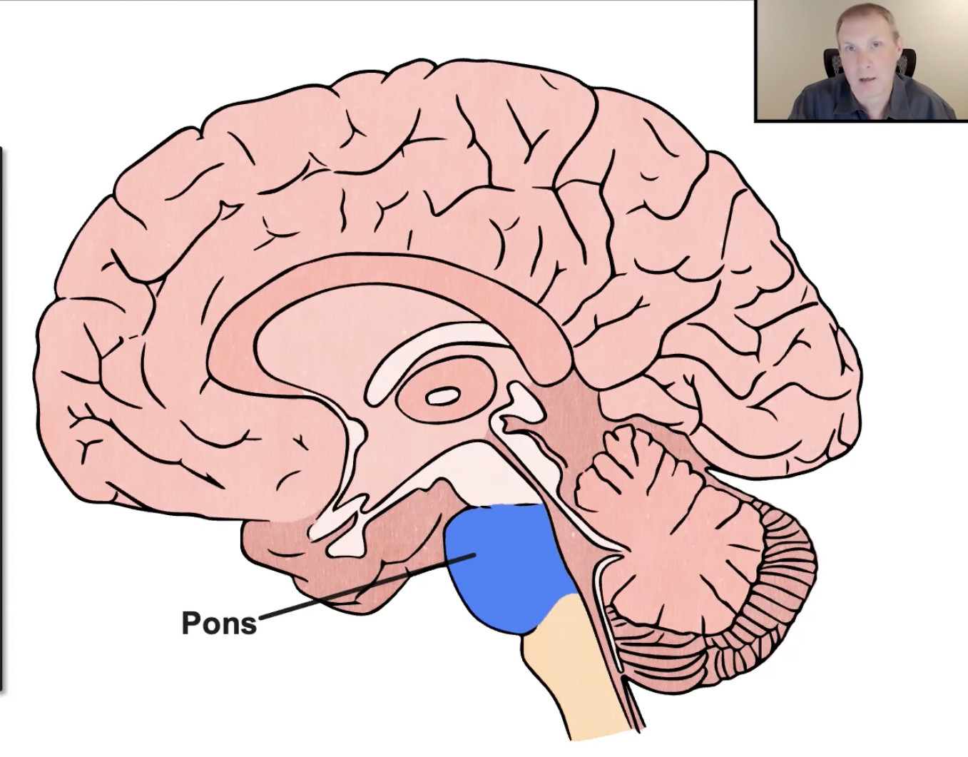 <p>Hindbrain: Pons</p>