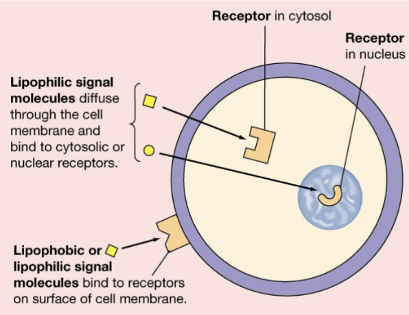 <p>membrane receptors: lipophobic ligands for faster responses</p><p>nuclear receptors: lipophilic ligands for slower and gene expression</p>