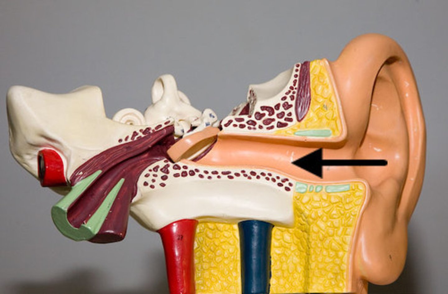 <p>transmits sound waves from the pinna to the tympanic membrane of the middle ear</p>
