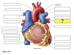 <p>bring oxygen-rich blood from the left lung to the left atrium</p>
