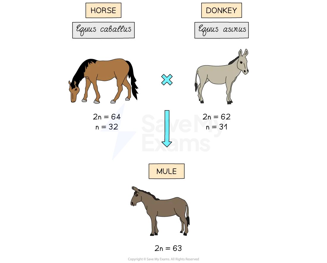 <p>Hybridization</p>