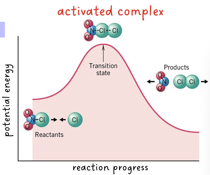 <p> the highly unstable structure that forms at the transition state</p><p>• results at the maximum energy point along the reaction path</p><p>• it is neither a reactant nor product</p>