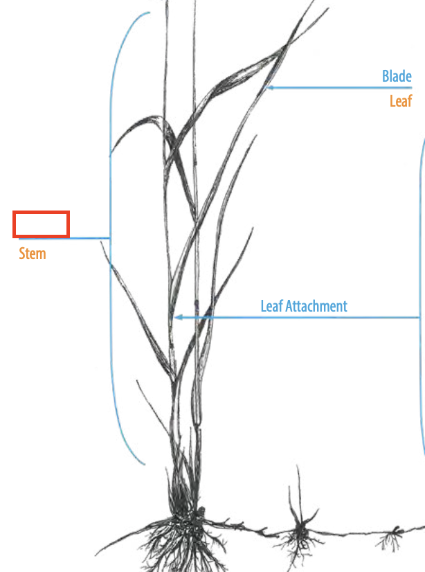 <ul><li><p><span><span>the hollow stem of a grass or cereal plant, especially that bearing the flower</span></span></p></li></ul><p></p>