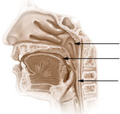 <p>Benoem de onderdelen van de pharynx van superior naar inferior.</p>