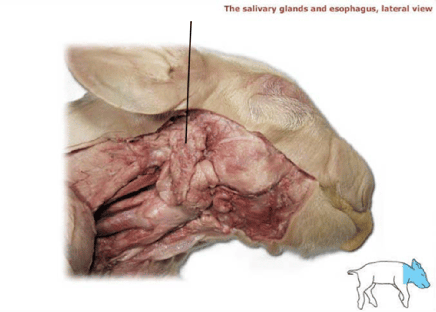 <p>(gland, has a right and left)</p>