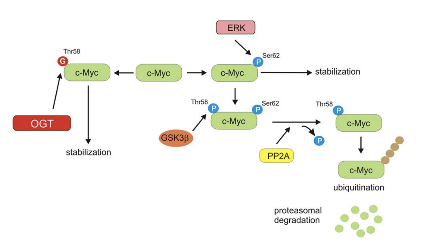 <p>Serine-62</p><p>phosphorylation of … initially stabilises c-Myc and enchances its … activity</p><p>however this pSer-62 modification creates the exact structural motif needed by a … enzyme to bind and … Thr 58</p><p>once both sites are phosphorylated, the enzyme … removes the … from Ser 62 leaving a singly phosphorylated … residue that is recognised by an enzyme for … degradation</p>