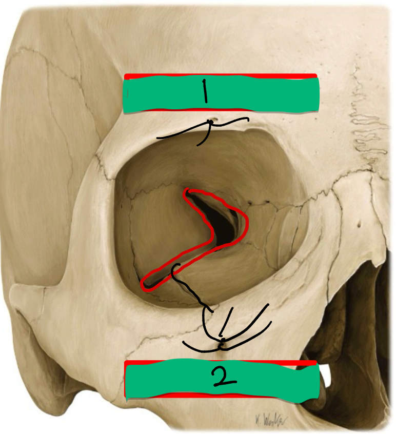 <p>What’s 1 and what nerve does it transmit?</p>