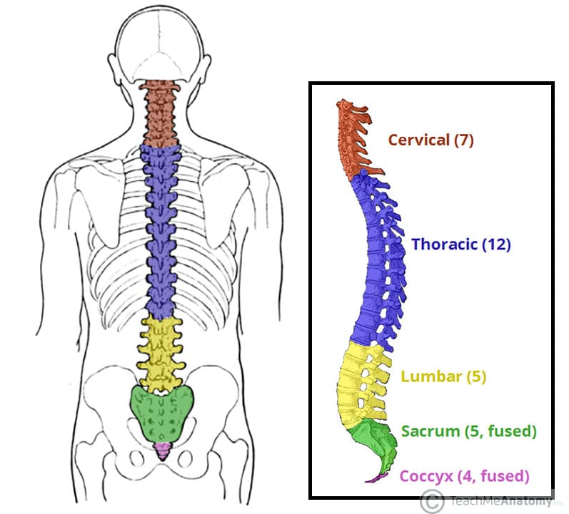 <p>Whole back bone region</p>