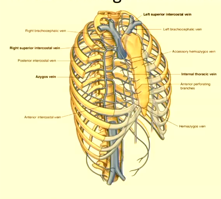 <ul><li><p>anterior intercostal veins</p><ul><li><p>drain into the internal thoracic vein, then brachiocephalic vein, then SVC</p></li></ul></li><li><p>posterior intercostal veins</p><ul><li><p>drain into the azygos system (vein next to aorta)</p></li></ul></li></ul><p></p>
