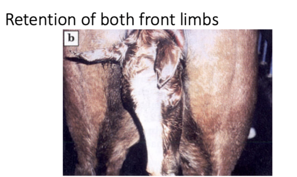 <p>Describe the abnormality in this image. </p>