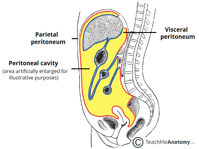<p>Serous membrane of abdominopelvic cavity</p>