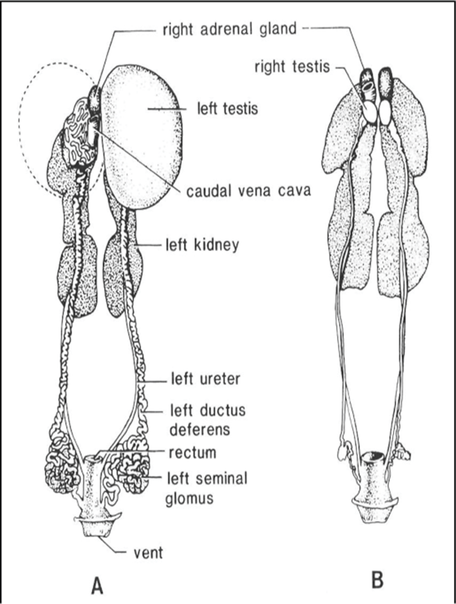 <ul><li><p>single (left) ovary, except raptors</p></li><li><p>ovary larger in breeding season than in non-breeding season</p></li></ul><p></p>
