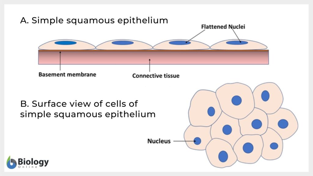 <p> One layer of flat cells</p>