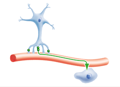<p>What is a neuroendocrine signal?</p>