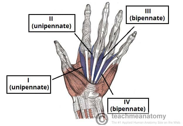 <p>lumbricals</p>