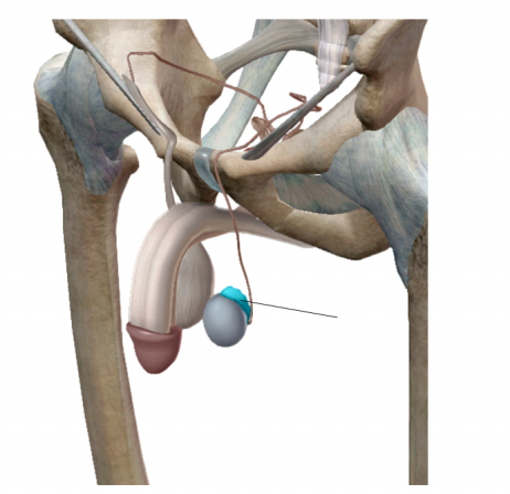<p><span>Name the structure.</span></p>