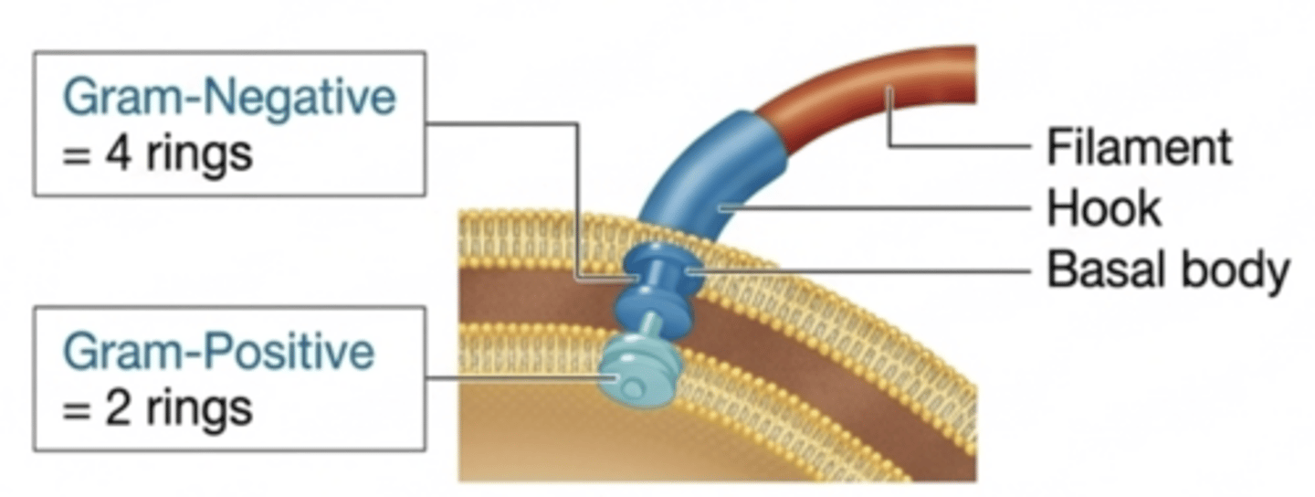 <p>- Filament: the long outer portion of a flagellum composed of flagellin protein</p><p>- Hook: the structure that connects the filament to the basal body</p><p>- Basal body: the anchoring structure that attaches the flagellum to the cell wall and plasma membrane</p>