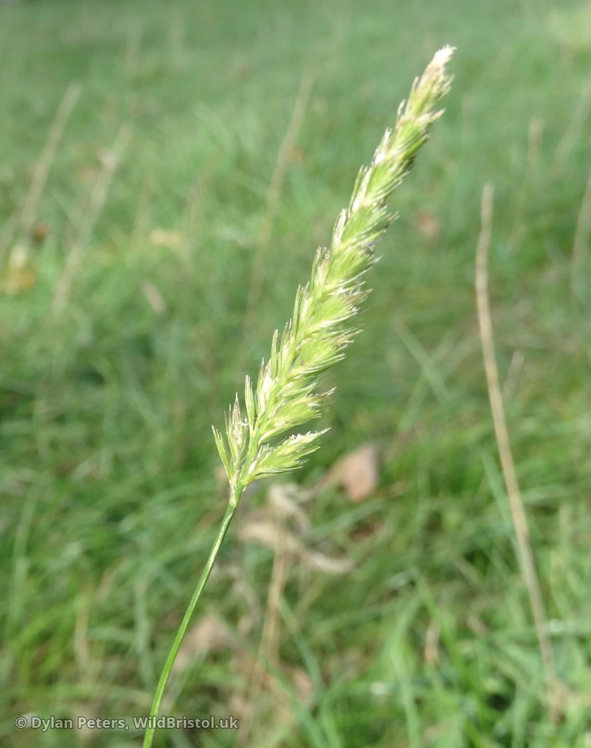 <p>cynosurus cristatus </p>