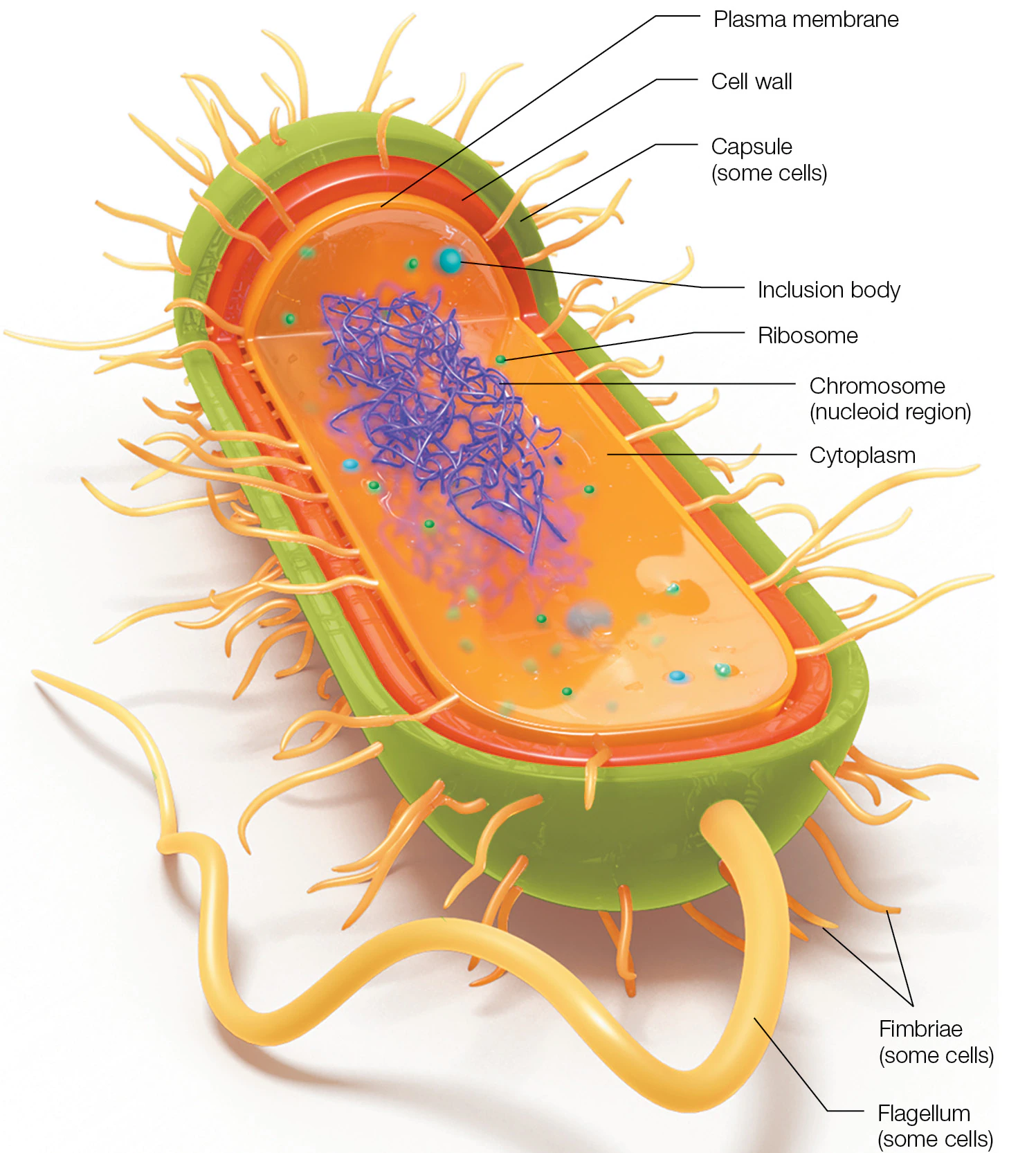 <ul><li><p>Unicellular organisms</p></li><li><p>Lacks a membrane-bound nucleus (DNA is located in nucleoid region)</p></li><li><p>Lack of membrane-bound organelles </p><ul><li><p>Intracellular structures</p></li></ul></li></ul><p></p>