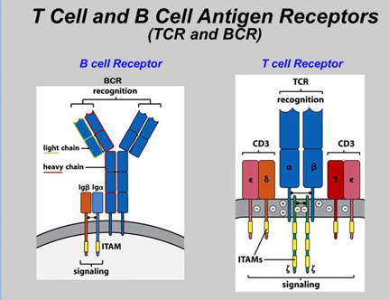 <p>What are the differences in structural features between BCRs (antibodies) and TCRs?</p>