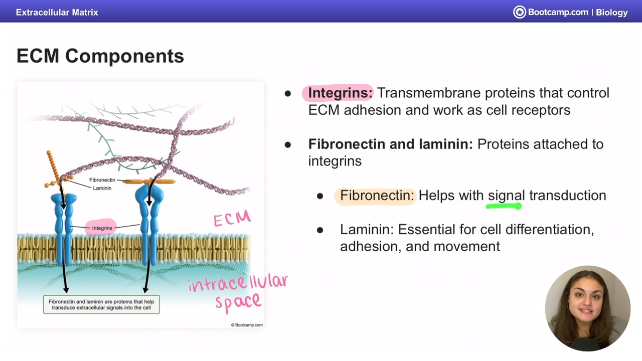 <p>attached to integrins</p><p>helps with signal transduction</p>