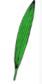 <p>what leaf vein is shown here?</p>